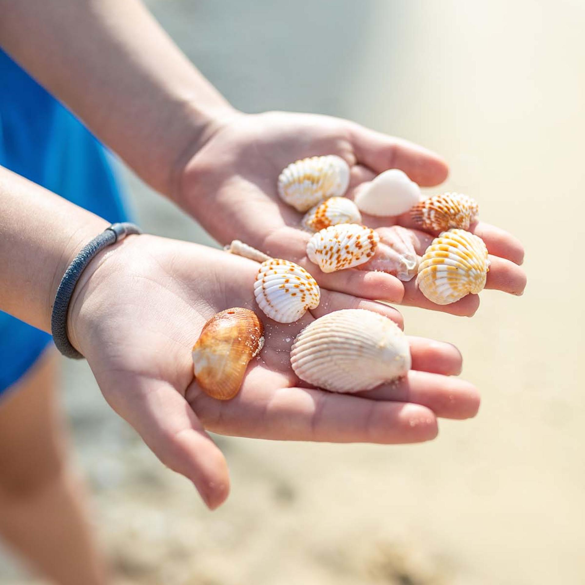 main enfant coquillages