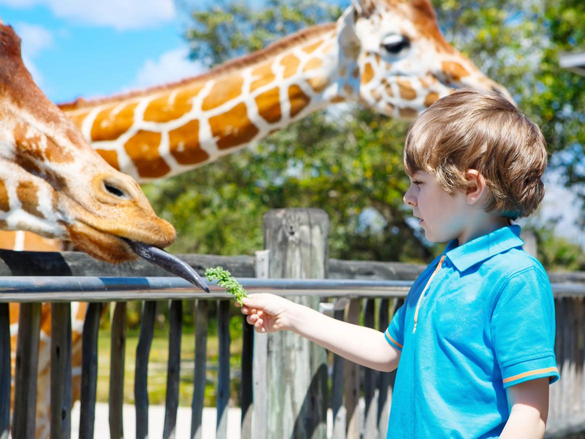 enfant donnant a manger à une girafe