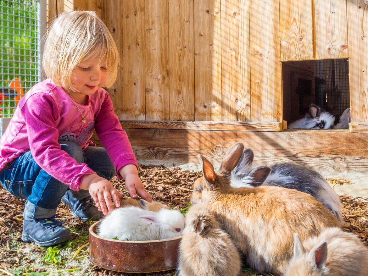 enfant qui nourrit des lapins