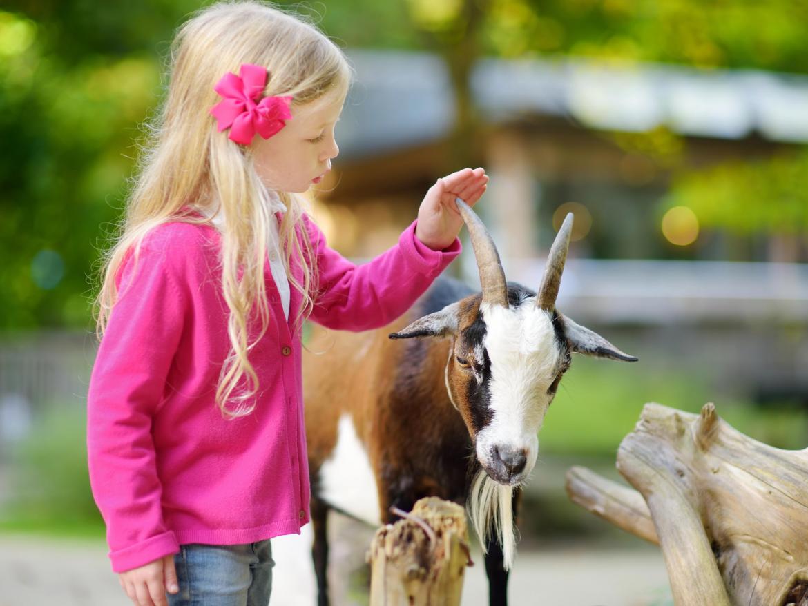 enfant découvrant une chèvre