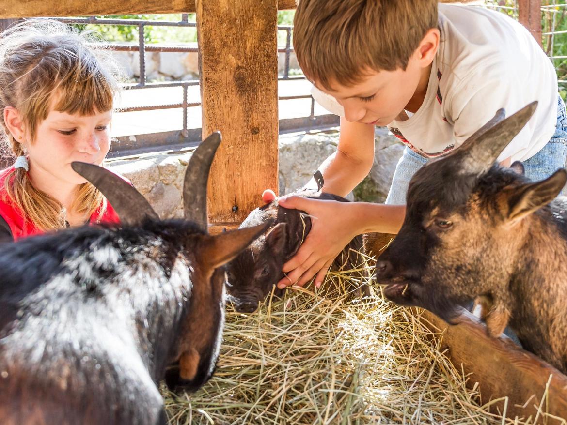 enfants observant les chevres et cochons qui mangent du foin
