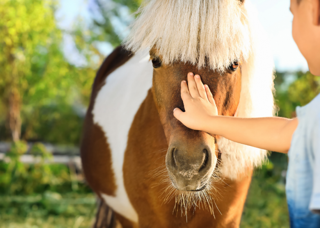 NATURE O GALOP