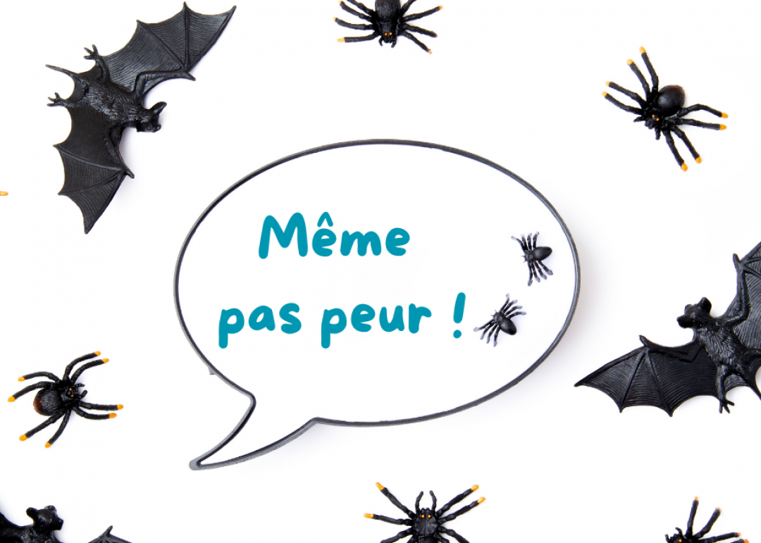 Chauve souris