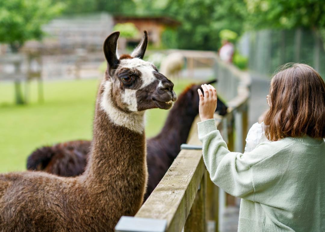 enfant ave un lama