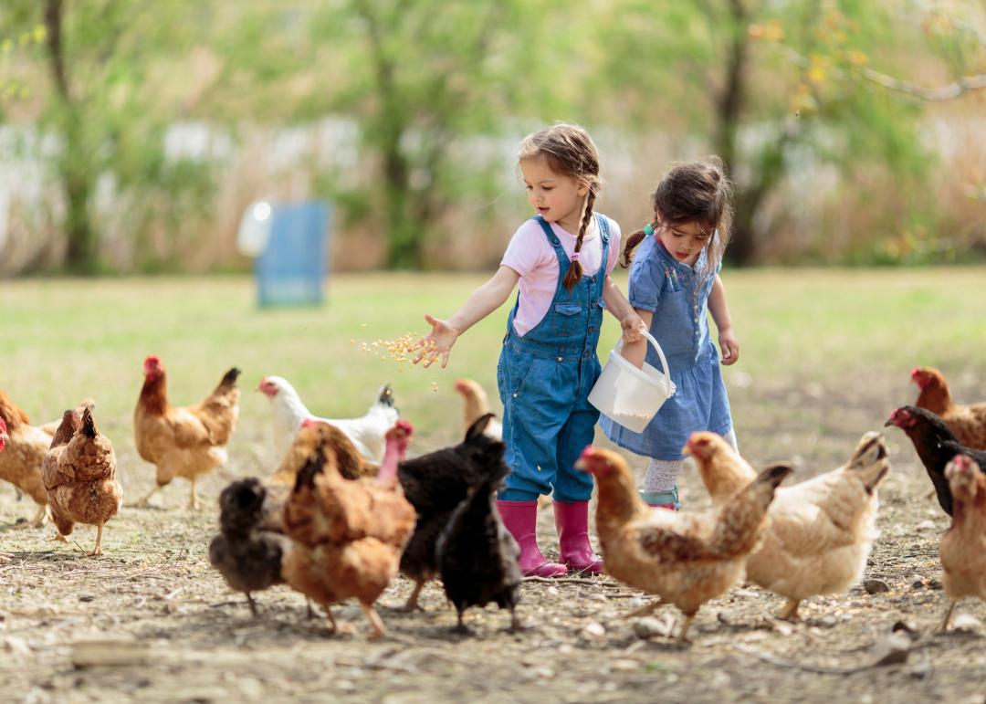 deux enfants donnant à manger à des poules dans un champ