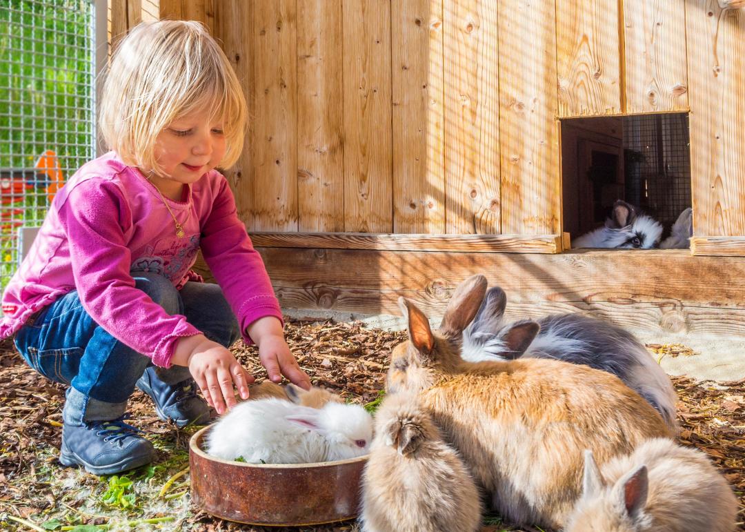 enfant qui nourrit des lapins