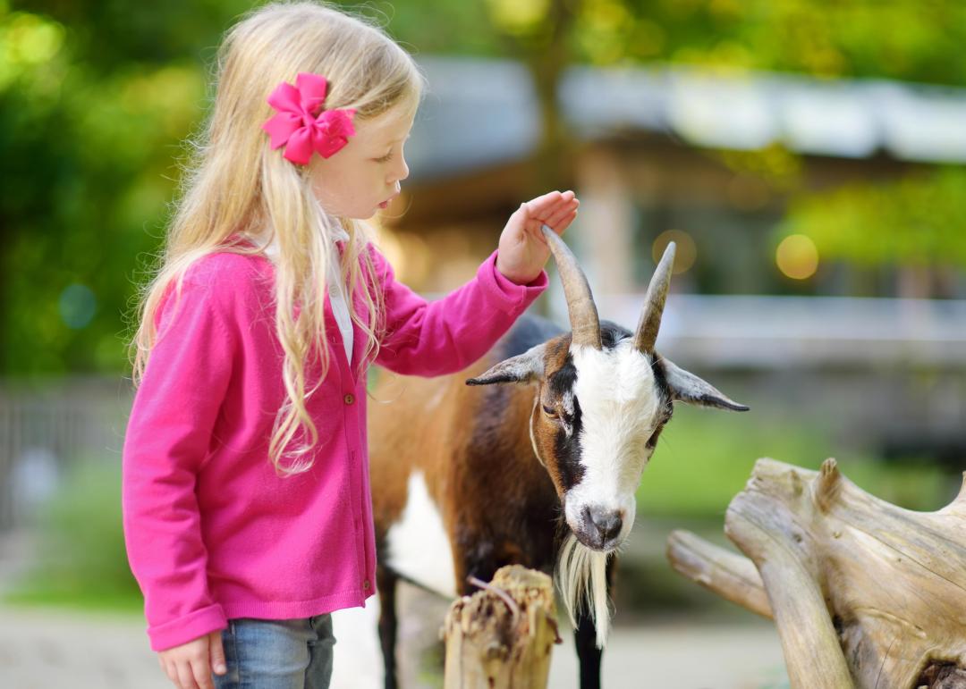 enfant découvrant une chèvre