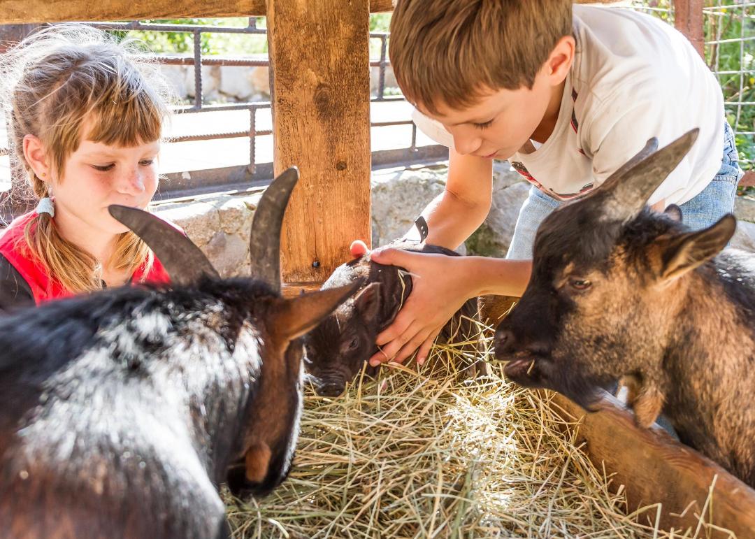 enfants observant les chevres et cochons qui mangent du foin